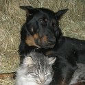 chien DM (57)